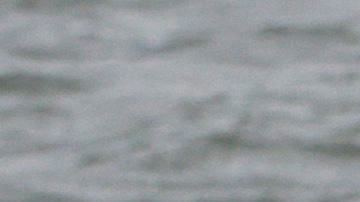 Ballena