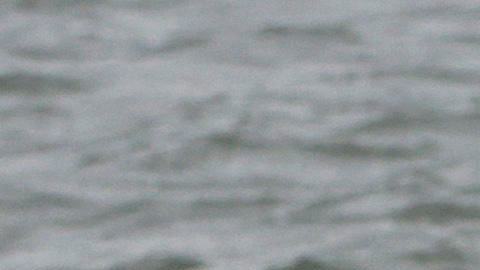 Ballena