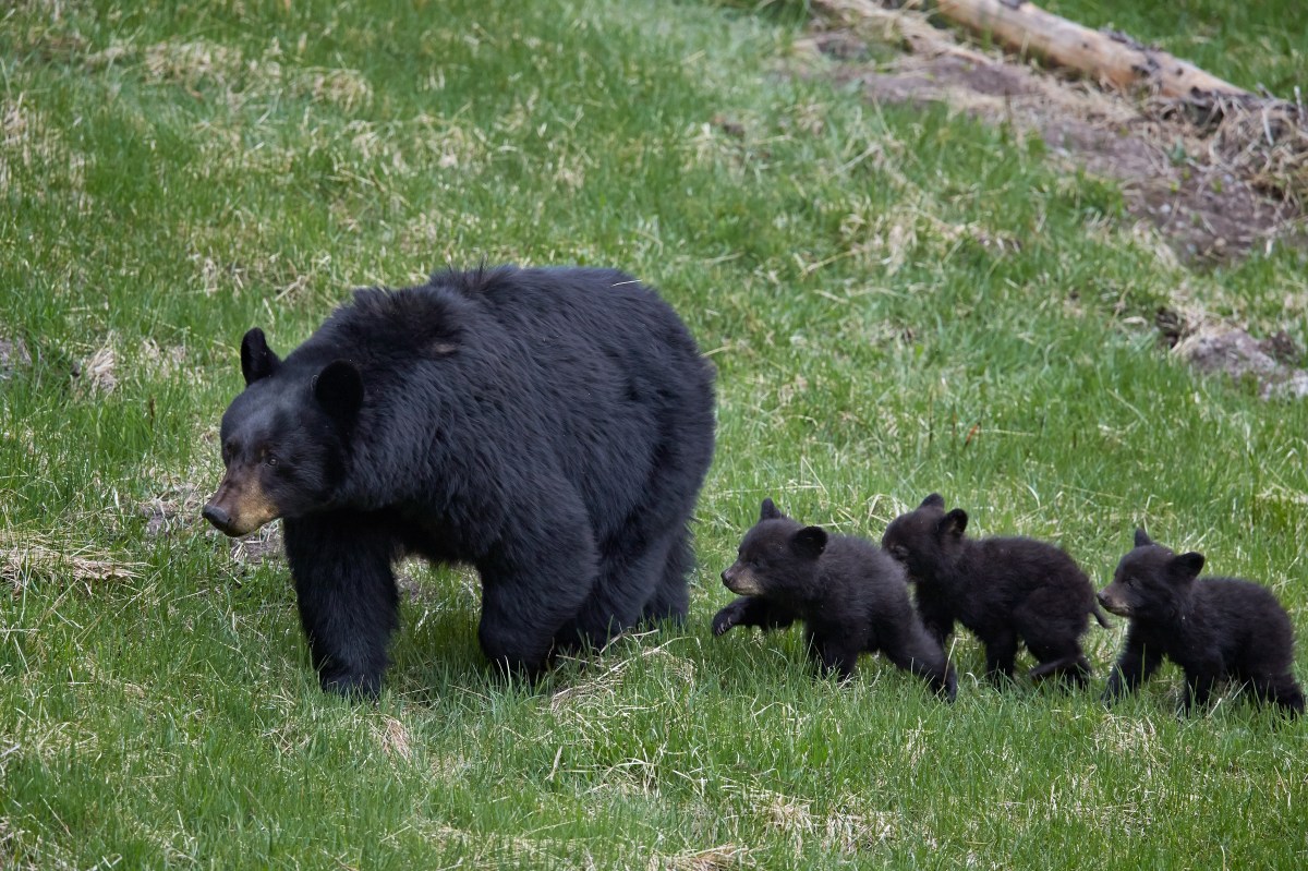 Una familia de NJ vivió con una osa y sus oseznos durante meses en su hogar sin saberlo