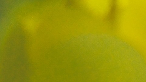 Racimos de uva rociados con pesticidas .