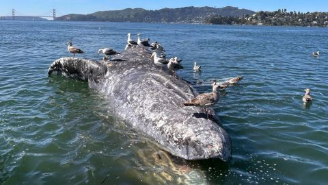 Ballena muerta
