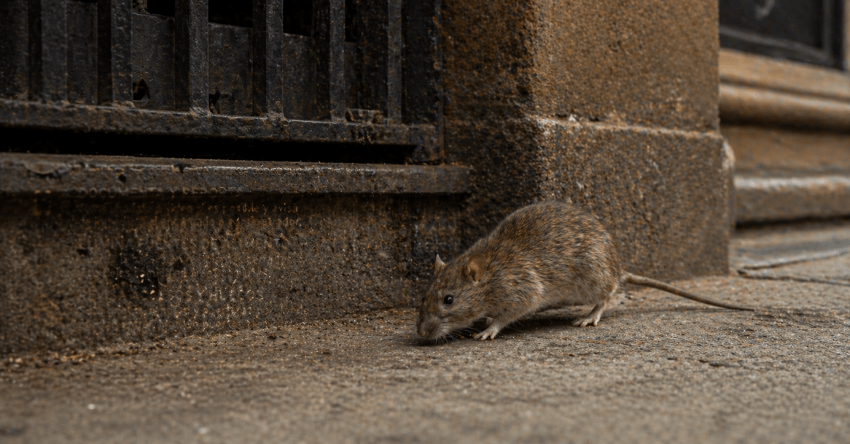 Lo que recomiendan hacer si ves una rata entrar a tu edificio en Nueva York