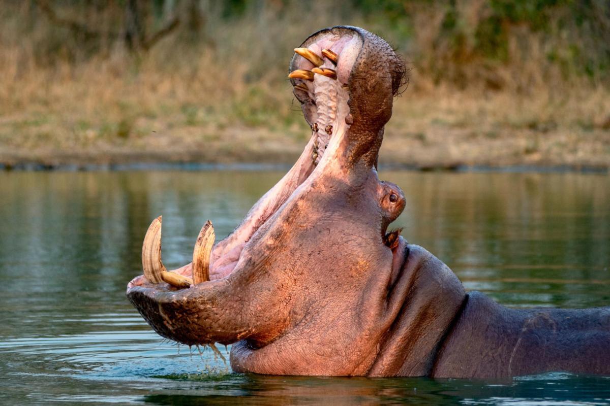 ¿Por quién votan los hipopótamos en Colombia?