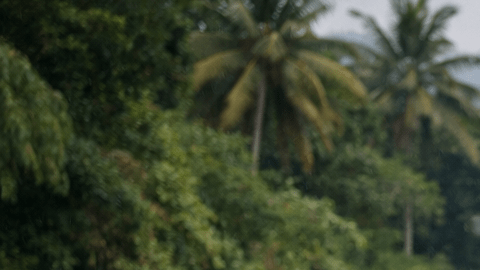 Hipopótamo en libertad en Colombia asociado al legado de Pablo Escobar