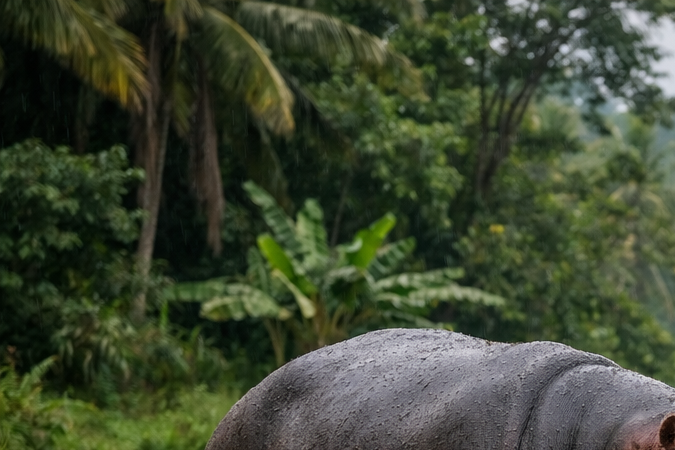 Hipopótamo en Colombia asociado al legado de Pablo Escobar