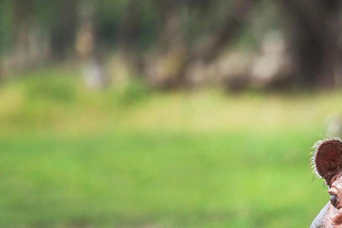 El Gobierno de Colombia anunció un plan que incluye la eutanasia a por lo menos 80 hipopótamos durante el segundo semestre de este año, para evitar su reproducción.