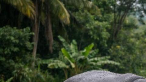 Más de 150 hipopótamos hacen vida en Colombia actualmente.