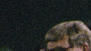 Mariscal de campo suplente de Nueva York, Browning Nagle (8).