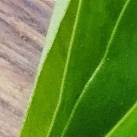 2.	Taza de té de guanábana, una bebida natural que ayuda en la regeneración celular y el control de la glucosa.