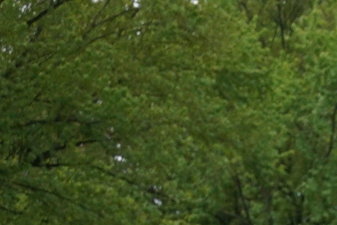Jardín de hierbas medicinales en La Finca, la granja urbana de Nuestras Raíces en Holyoke