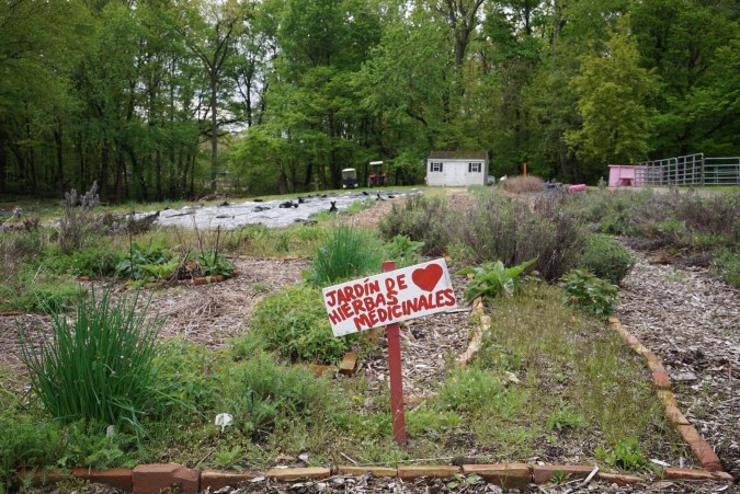 Jardín de hierbas medicinales en La Finca, la granja urbana de Nuestras Raíces en Holyoke