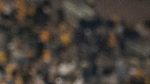 El corredor de Missouri, Ahmad Hardy (izquierda), recibe felicitaciones después de que su equipo derrotara a Mississippi State en un partido de fútbol americano universitario de la NCAA el 15 de noviembre de 2025 en Columbia, Missouri.