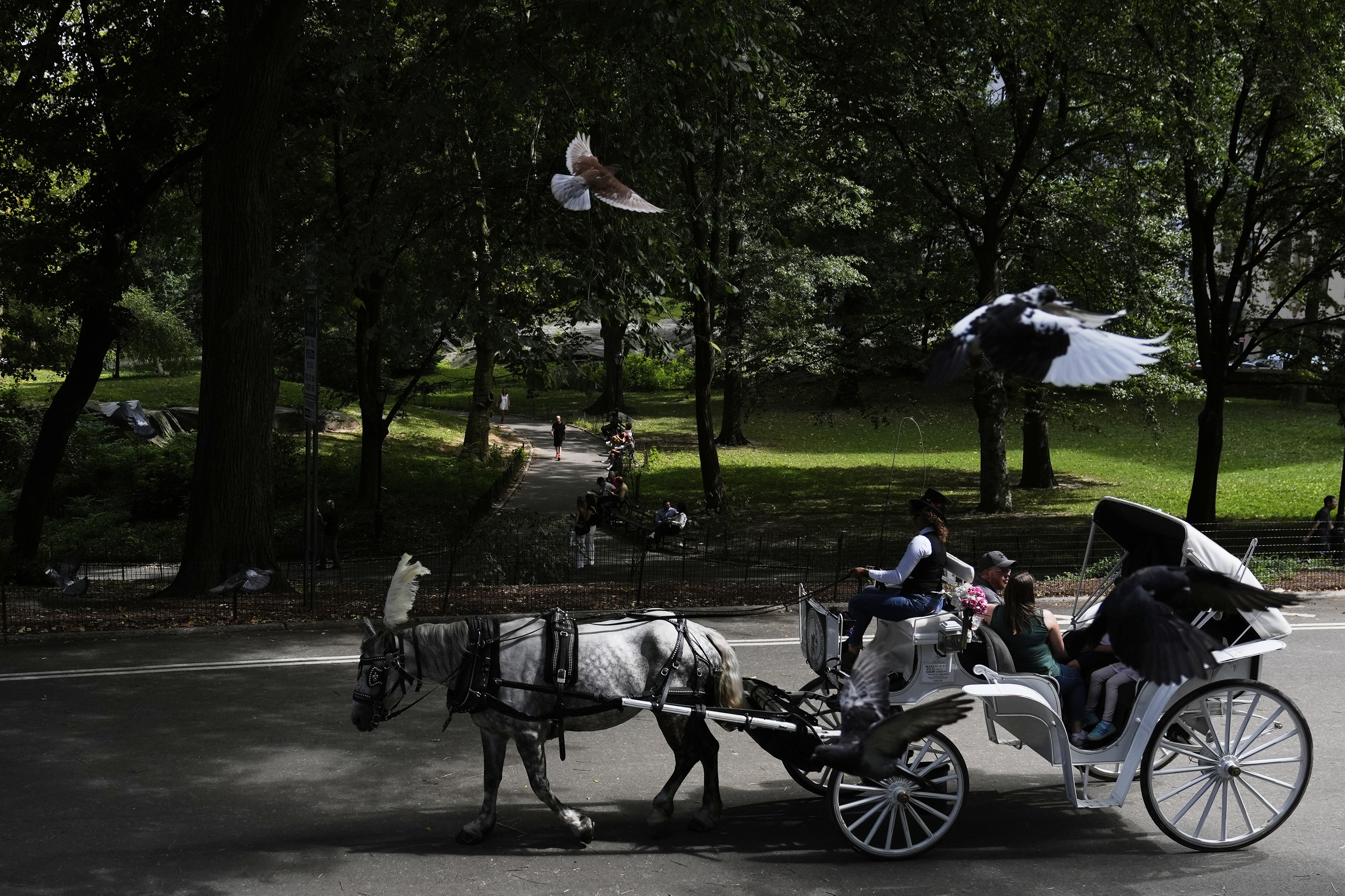 Muere un turista de 18 años tras volcar un carruaje de caballos en Central&hellip;