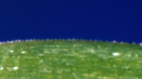 Esta foto sin fecha, proporcionada por los Centros para el Control y la Prevención de Enfermedades (CDC) de EE. UU., muestra una garrapata de patas negras, también conocida como garrapata del ciervo, portadora de la enfermedad de Lyme.
