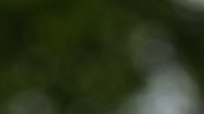 Santiago Ferran sostiene un cartel que pide la intervención estadounidense en Cuba, mientras un pequeño grupo de cubanos se congrega para ondear banderas y portar pancartas.