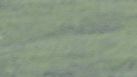 Haití está en un grupo junto con Marruecos, Brasil y Escocia.