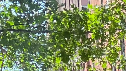 Los latinos de NYC sufren desproporcionadamente la crisis de vivienda