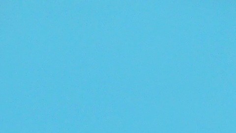 El abejorro de manchas rojizas está en peligro de extinción.