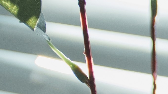 Microscopio Rayos X