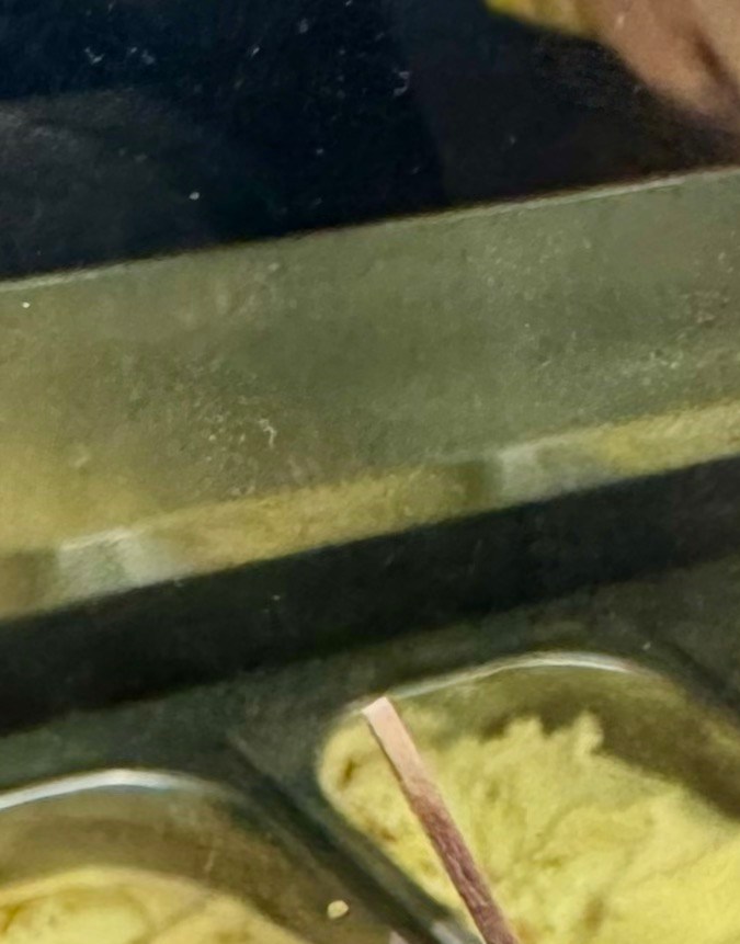 Ficha para WordPress: Alt Text: Vasito de Havre aux Glaces con un helado de tono acaramelado frente a la vitrina de sabores en el mercado Jean-Talon, Montreal