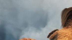 "Ice Age Boiling Point" será la primera película de la franquicia con Disney.