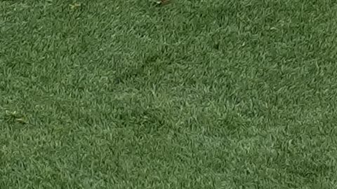 El canadiense Stephen Eustaquio marca el primer gol de su equipo contra Sudáfrica durante el partido de dieciseisavos de final de la Copa del Mundo en Inglewood, California, cerca de Los Ángeles, el domingo 28 de junio de 2026.
