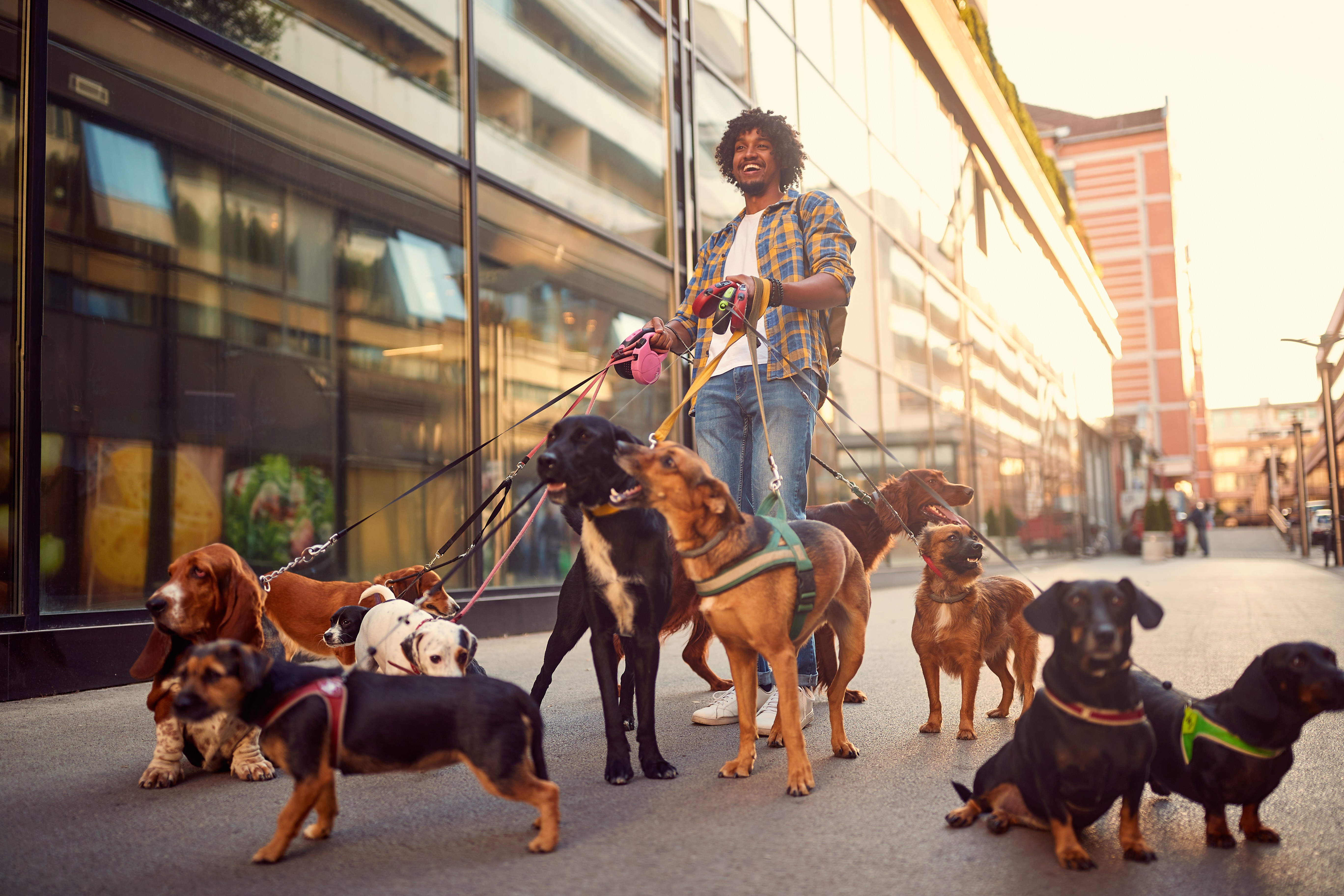 Ingeniero de Nueva York pasea perros en sus ratos libres y gana $ 6,000&hellip;