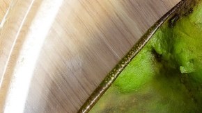 La cáscara del aguacate contiene compuestos como antioxidantes, minerales y aceites naturales que la vuelven valiosa.