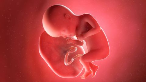 Placenta