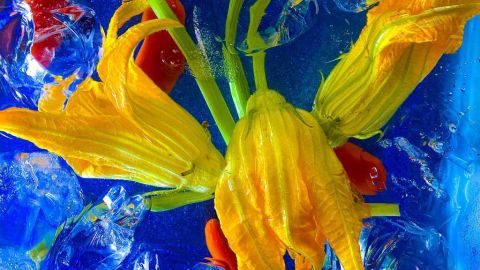 Flores comestibles