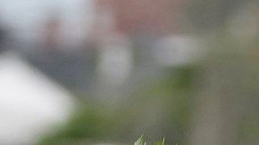 DHS dice que agente de ICE disparó a migrante latino en Maine temía por la seguridad pública