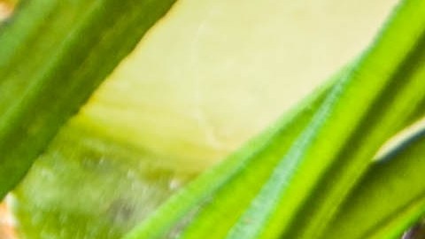 Los jugos verdes y las crucíferas son ideales en la primera fase del protocolo para estimular la motilidad y aportar fibra de calidad.