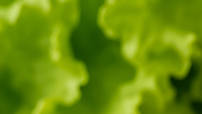 lata de atún en agua y lata de atún en aceite
