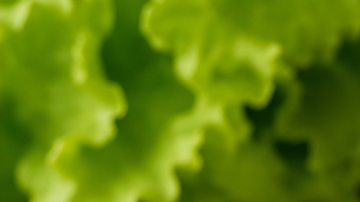 lata de atún en agua y lata de atún en aceite
