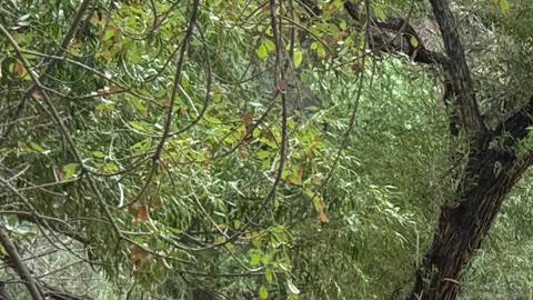 Fotografía cedida por el Servicio de Parques Nacionales de EE.UU. que muestra los restos de los pilares de un puente de piedra destruido debido a una crecida repentina del arroyo Bright Angel en Arizona (EE.UU.).