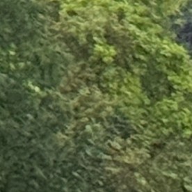 Lluvia severa