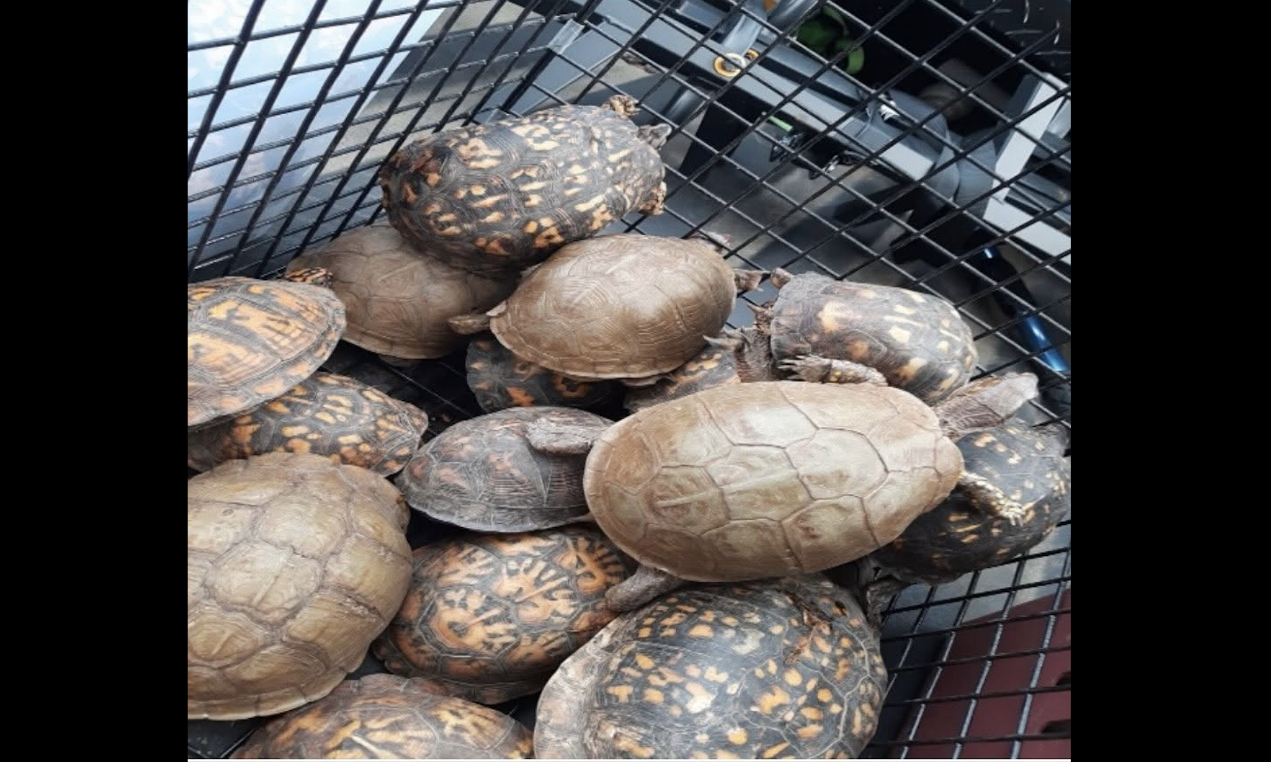 Hallazgo masivo de más de 150 tortugas abandonadas moviliza a rescatistas en Nueva Jersey
