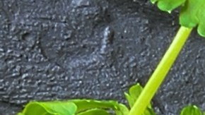 Cocción exacta de 3 minutos seguida de un choque térmico en agua con hielo para fijar el color verde brillante.