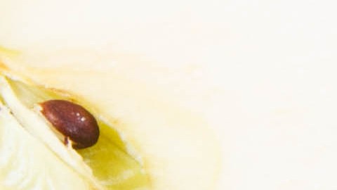 Comer sin miedo es posible cuando aprendes a elegir carbohidratos aliados y grasas saludables en porciones adecuadas para proteger tu mucosa gástrica.