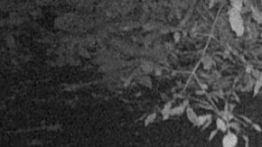 Nutria Bronx River