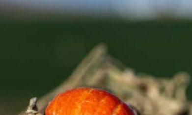 Bebidas de calabaza y nueces pecanas que conforman el nuevo menú de otoño en Starbucks.