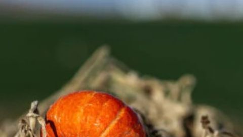 Bebidas de calabaza y nueces pecanas que conforman el nuevo menú de otoño en Starbucks.