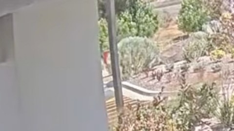 Video muestra caótica escena durante tiroteo en restaurante In-N-Out de Idaho que dejó tres muertos