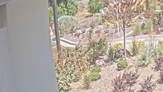Video muestra caótica escena durante tiroteo en restaurante In-N-Out de Idaho que dejó tres muertos