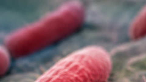Ilustración microscópica de bacterias Salmonella sobre una superficie orgánica, utilizada para representar un brote de infecciones alimentarias en Estados Unidos.