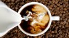 La combinación de café y leche altera la velocidad de absorción de los polifenoles sin destruir sus propiedades.