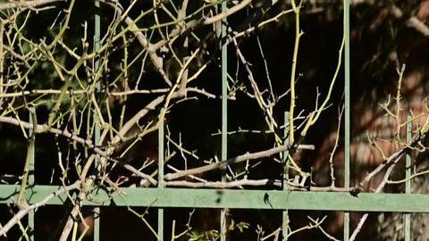 Una persona camina llevando un ramo de flores frente al cementerio privado El Prado este domingo en Rosario (Argentina). Lionel Messi y su familia despidieron a su padre Jorge Messi, fallecido a los 68 años, en el cementerio privado El Prado, ubicado en las afueras de la ciudad argentina de Rosario.