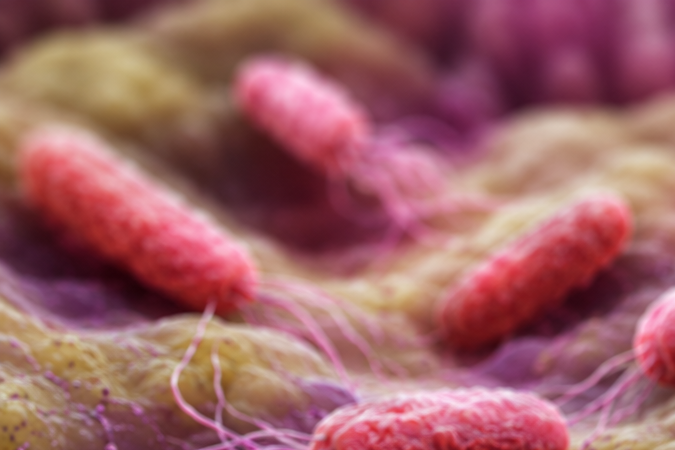 Representación microscópica de bacterias con forma alargada asociadas a una infección por salmonela.