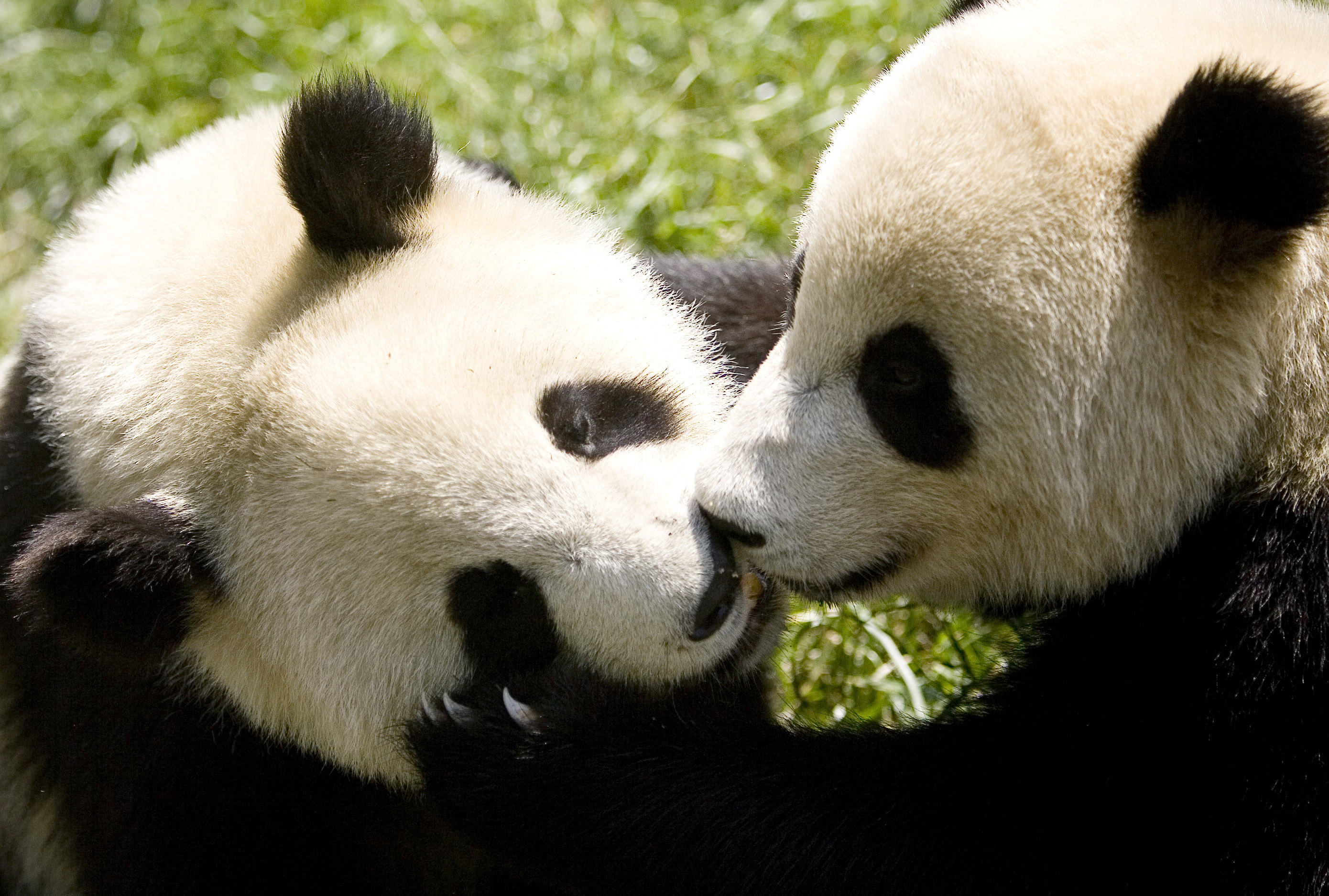 Pareja de pandas llega desde China a zoológico en Atlanta tras reunión de Trump con Xi Jinping