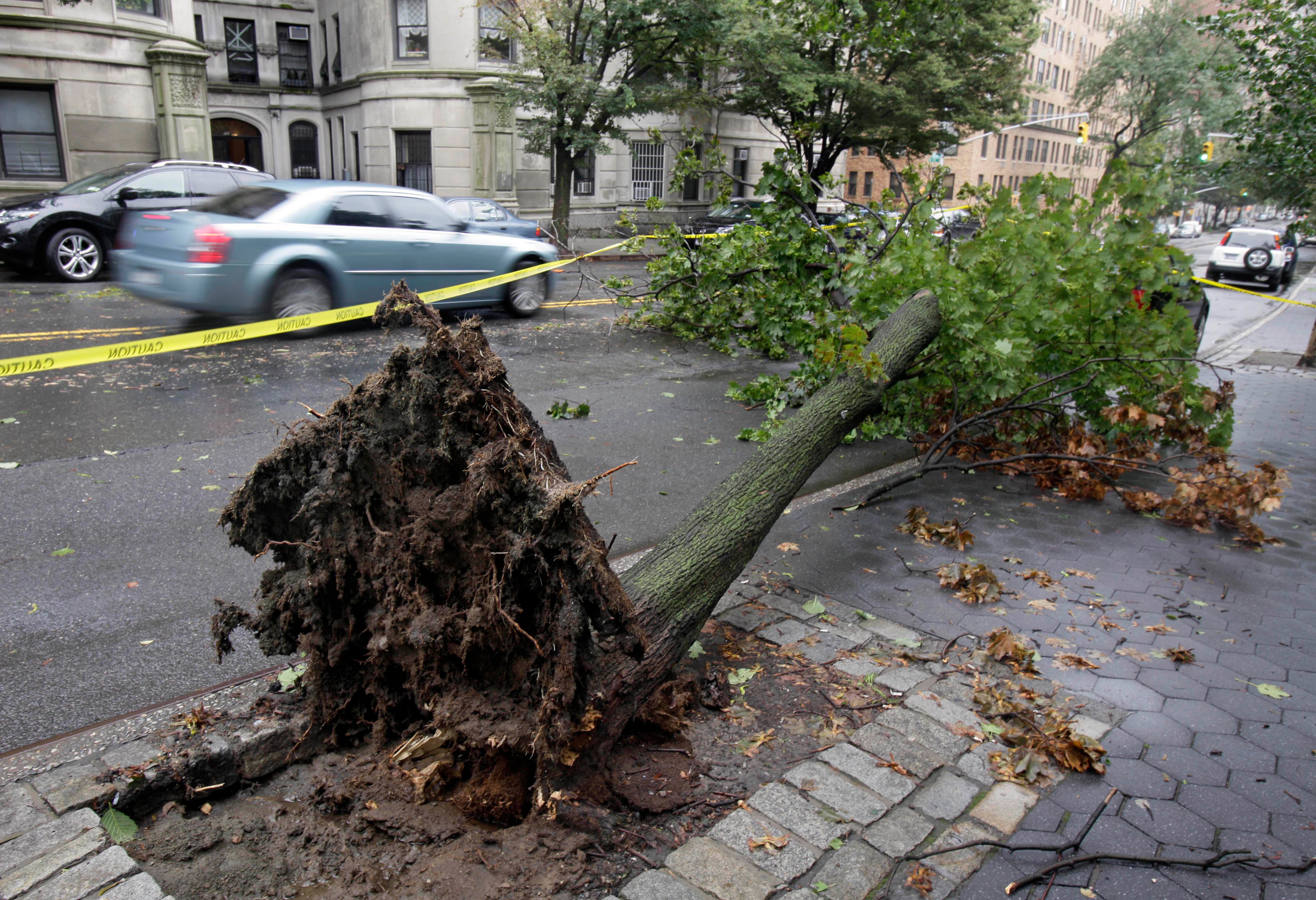 Un hombre pierde la vida en Brooklyn tras la caída de un árbol durante el temporal - El Diario NY